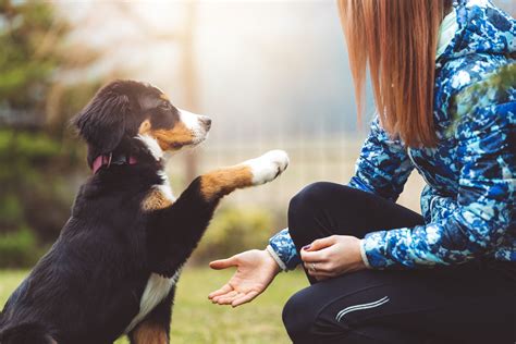 How to Teach a Dog to Dance: Exploring the Intricacies of CanineChoreography and Human-Animal Bond