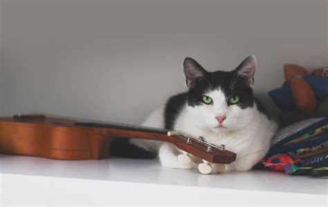 what type of music do cats like: exploring the hidden preferences